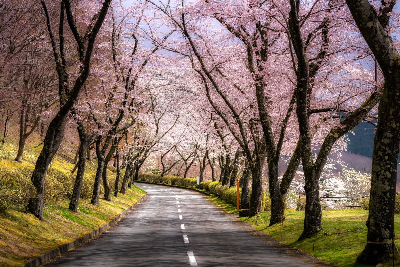 Tree-lined road abroad, evoking medical travel